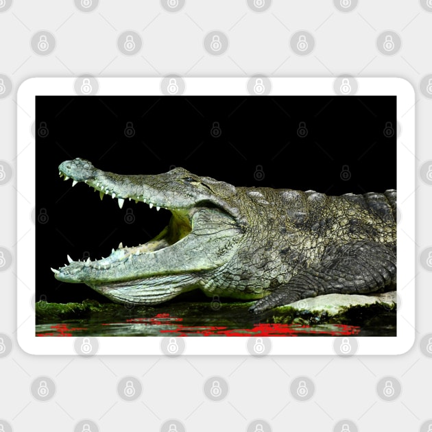 Alligator / Swiss Artwork Photography Sticker by RaphaelWolf